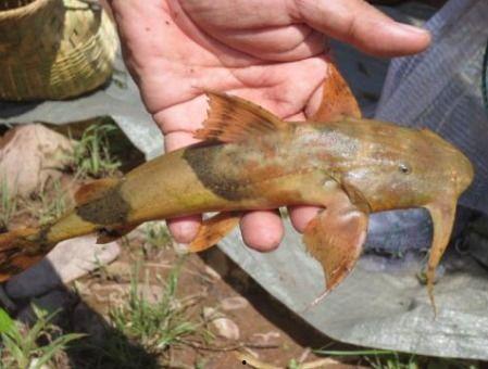 面瓜鱼水下吃饵视频播放,揭秘神秘水下猎手捕食技巧