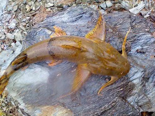 面瓜鱼水下吃饵视频播放,揭秘神秘水下猎手捕食技巧