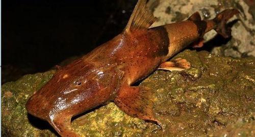 面瓜鱼水下吃饵视频播放,揭秘神秘水下猎手捕食技巧