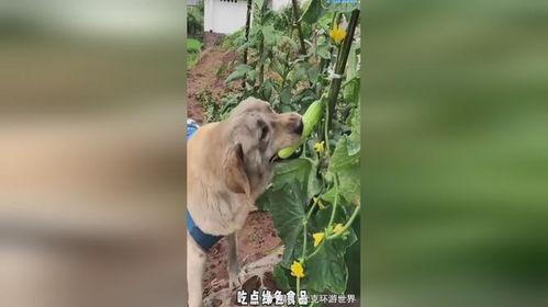 吃瓜小狗打架视频