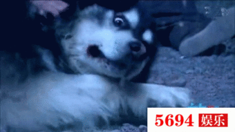 吃瓜小狗打架视频