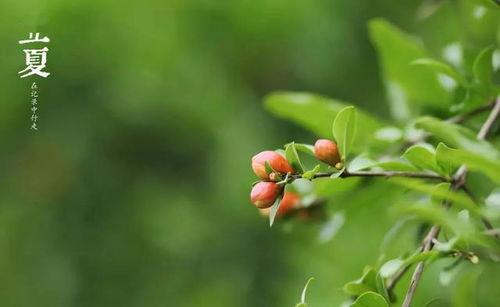 立夏吃瓜视频完整版,一场别开生面的吃瓜盛宴