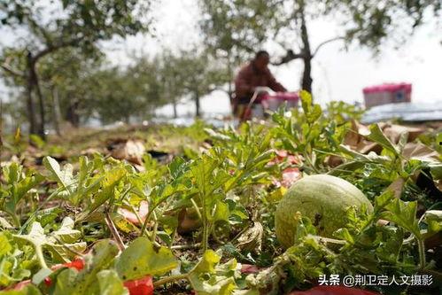 农村吃洋瓜视频大全集,视频大全集带你领略田园美味