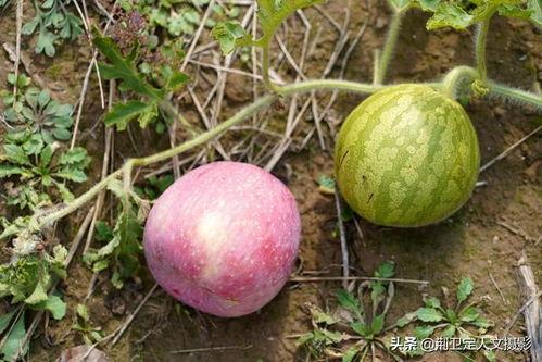 农村吃洋瓜视频大全集,视频大全集带你领略田园美味