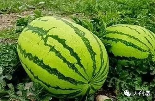 农村吃洋瓜视频大全集,视频大全集带你领略田园美味