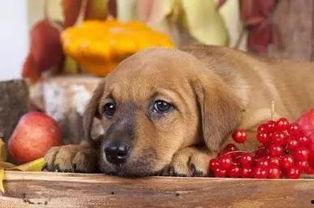 狗狗吃蓝瓜视频大全集下载,视频大全集下载攻略